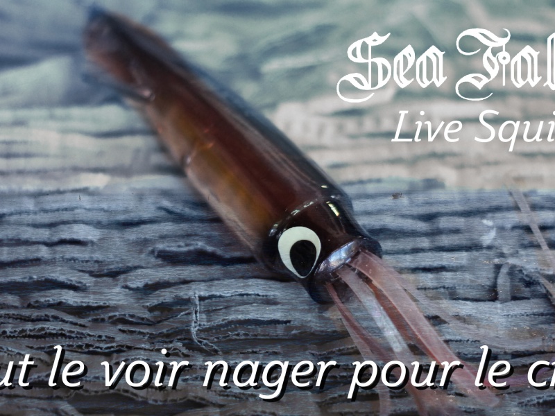 Live Squid, il faut le voir nager pour le croire