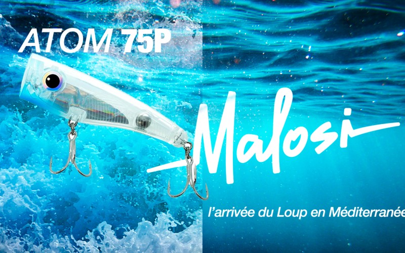 Malosi Atom 75, compagnon ideal pour l'arrivée du loup en Méditerranée