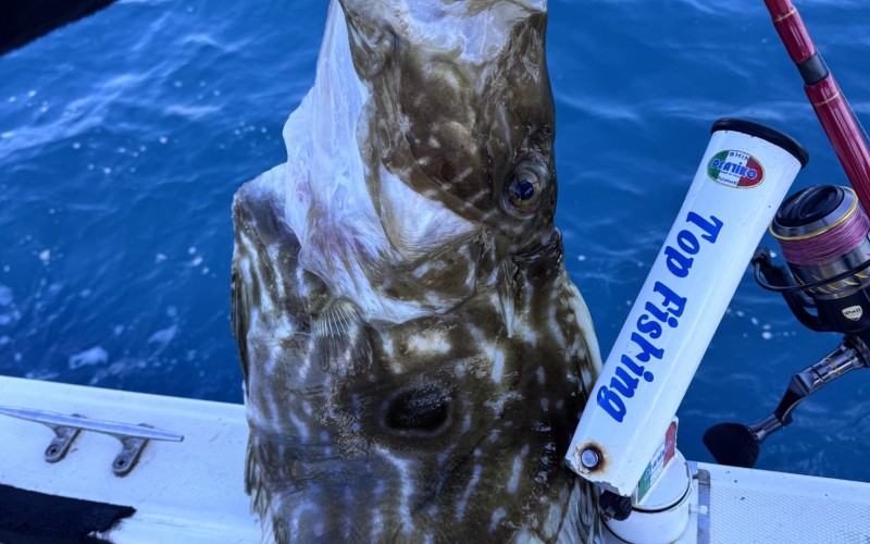 Aujourd’hui en live, pêche d’un magnifique Saint-Pierre