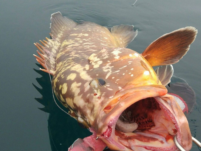En Espagne, un superbe mérou a été attrapé en Kayak grâce au Vivo Calamar