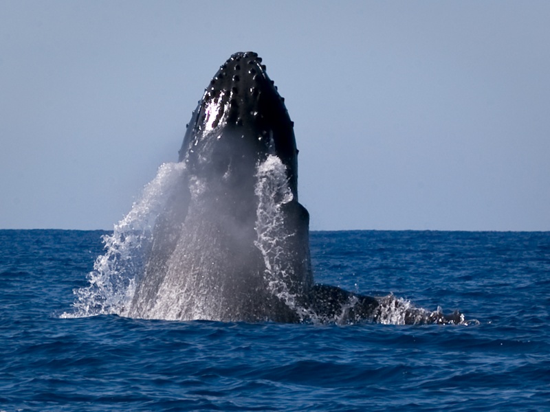 baleine-photo-client-top-fishing-photo-madagascar-043.jpg Une bien belle rencontre !