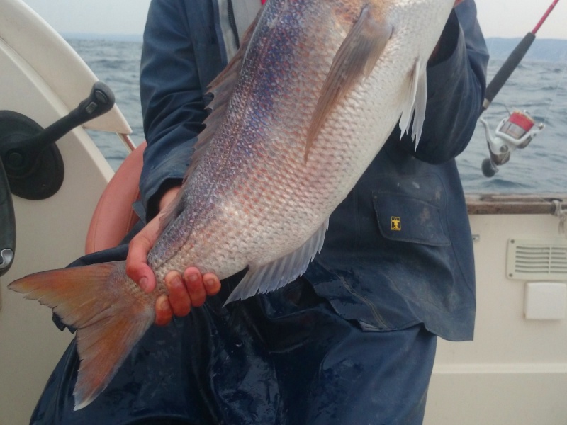 Un énorme denti de plus de 9kg pêché en méditérrannée
