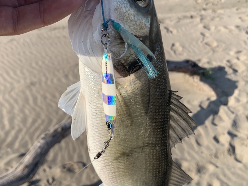 Un beau loup attrapé du bord avec un slow casting jig, le Dragon Fly de Maxel