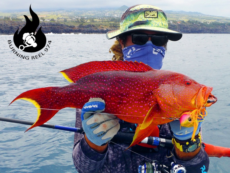 Très beau "croissant queue jaune", Burning Reel 974 avec le Madaï Maréchal 
