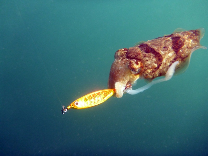 pêche au calamars a la turlutte