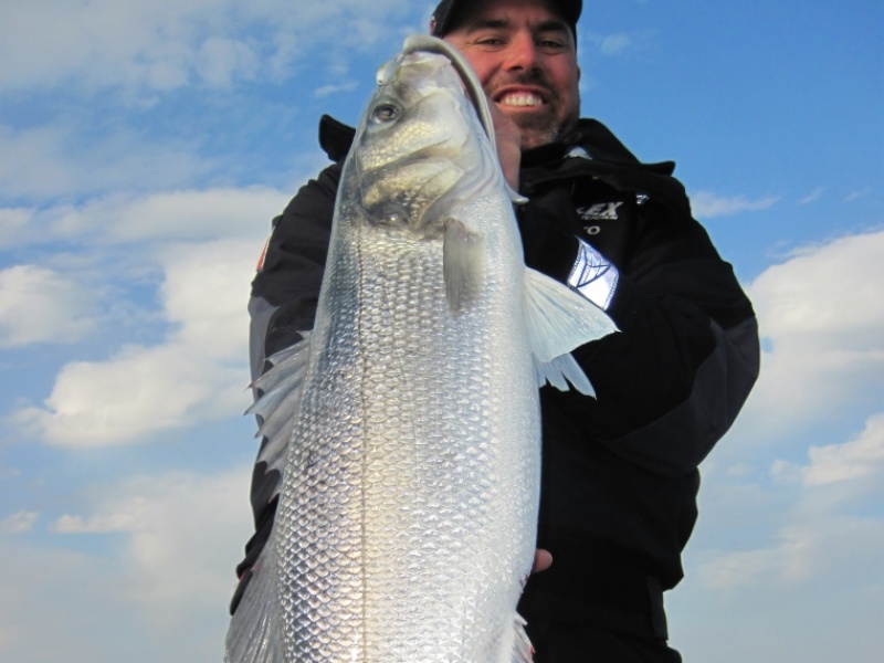 Pêche au loup avec pure fishing