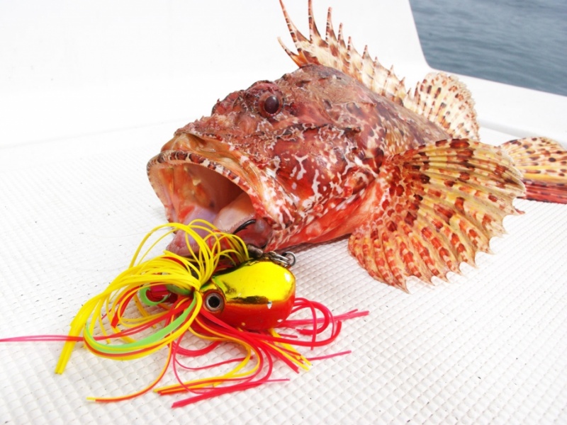 Pêche d'un chapon en casting