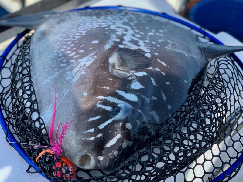 Pêche la verticale au glow bite par Philippe Maréchal