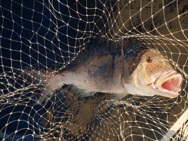 peche-no-kill-la-relache-30.jpg Ce denti a été pris au vif dans des fonds moyens…