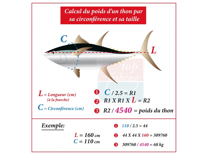 Tous les thons marqués sont mesurés pour avoir une estimation exacte du poids. Ces mesures sont notées pour le suivi du poisson doté de la balise 