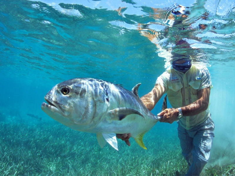 Shimano, milite activement pour le catch et release (pêche et relâche)