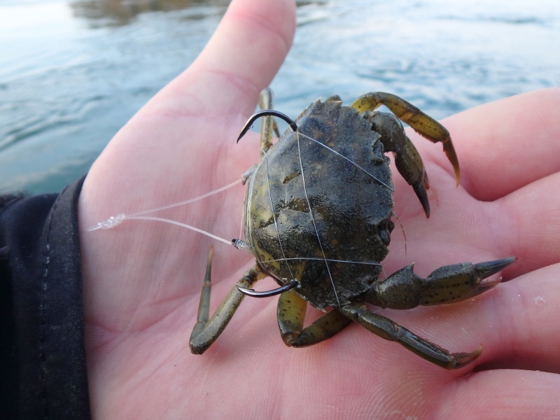 Quelques tours d'elastique à ligaturer permet d'optimiser la tenue du crabe