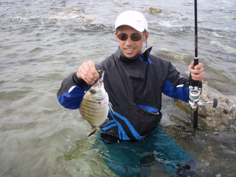 un-sar-au-poisson-nageur.jpg Un sar au poisson nageur en rockfishing