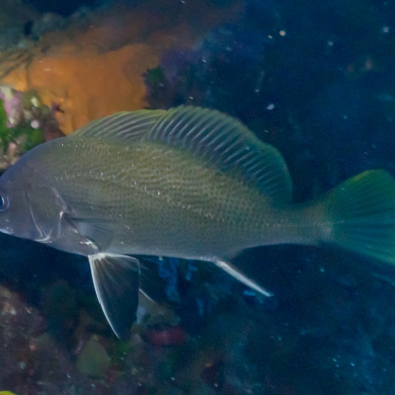 Après 10 ans d’interdiction, le corb peut de nouveau être pêché (corb prés de l’île de Port-Cros.)