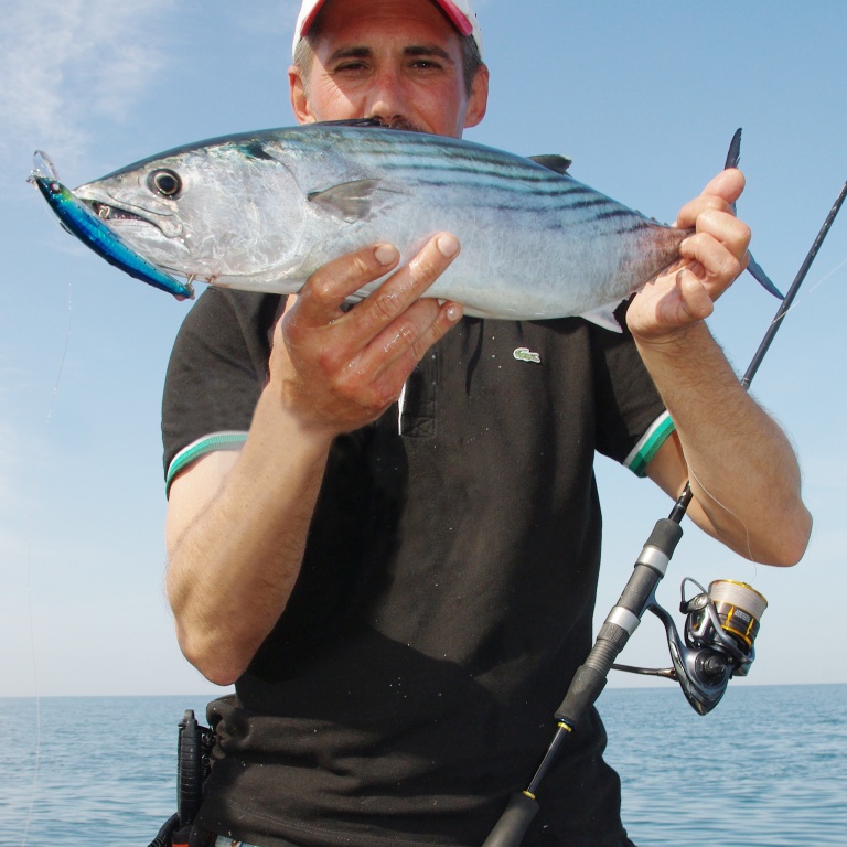 Une autre pélamide qui n’a pu résister au Crystal 3D Minnow SP Yo-Zuri !