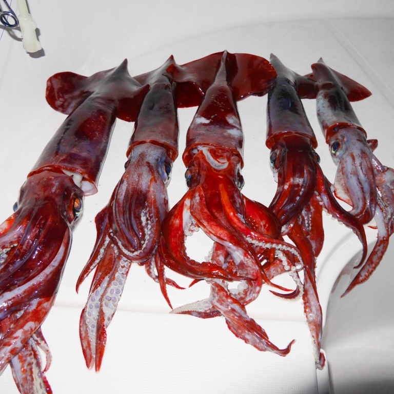 La pêche des calamars rouges en grandes profondeurs avec un moulinet électrique est ultra productive !