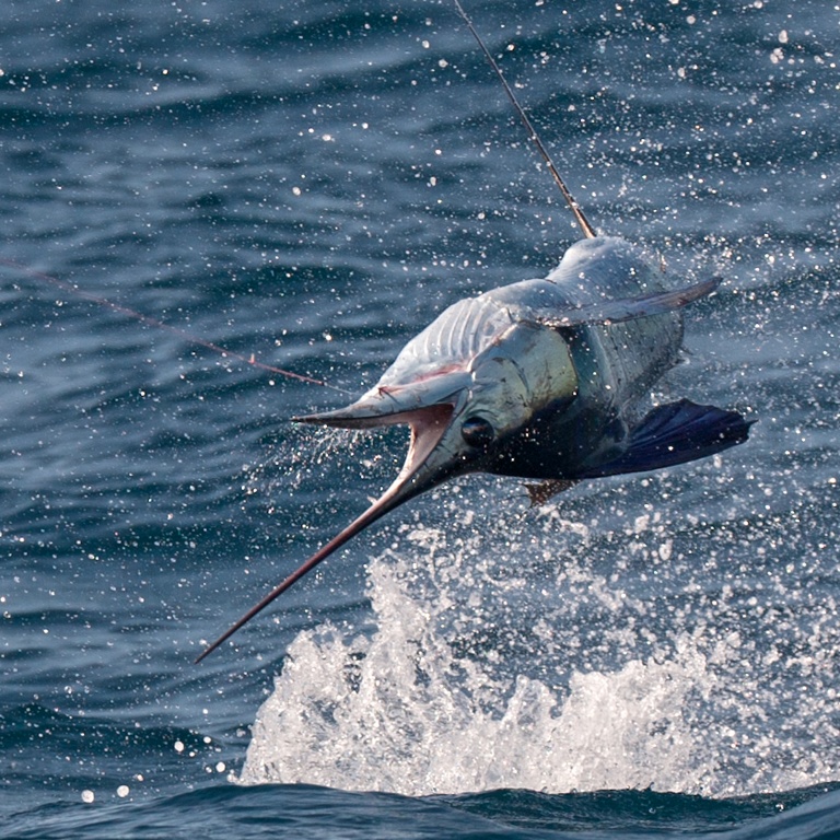 Espadon voilier à Madagascar, le poisson le plus rapide du monde