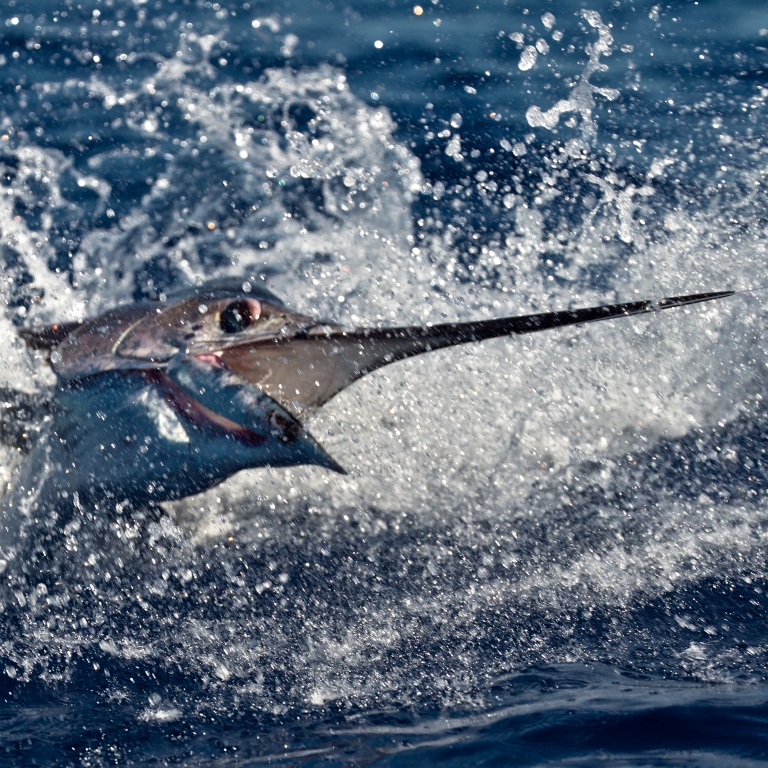 espadon-voilier-photo-madagascar-079.jpg Rush d'un espadon voilier, un poisson très virulent !