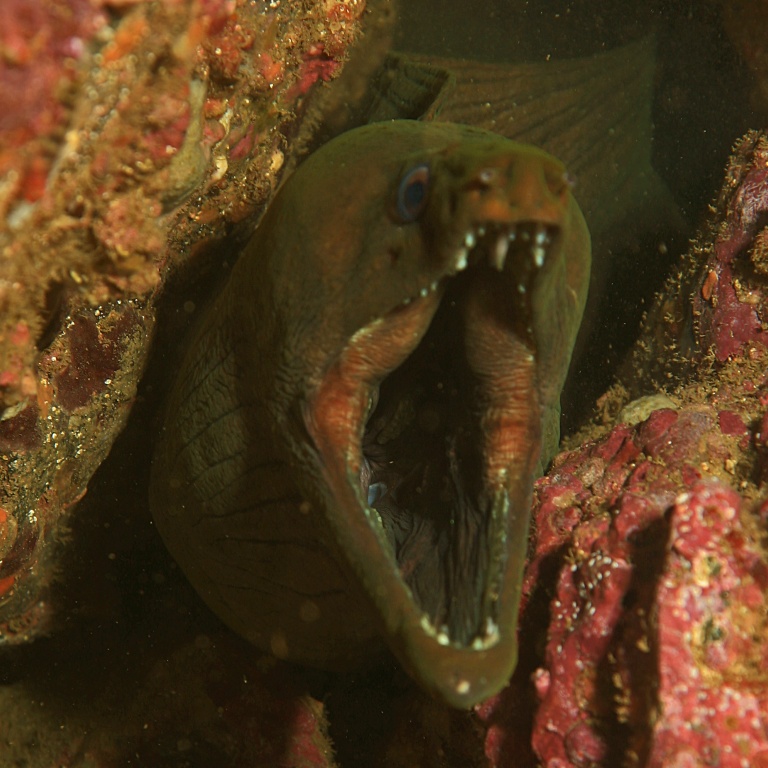 Les dents de la murène retiennent des morceaux d'aliments en putréfaction, et constituent un véritable nid à germes et bactéries