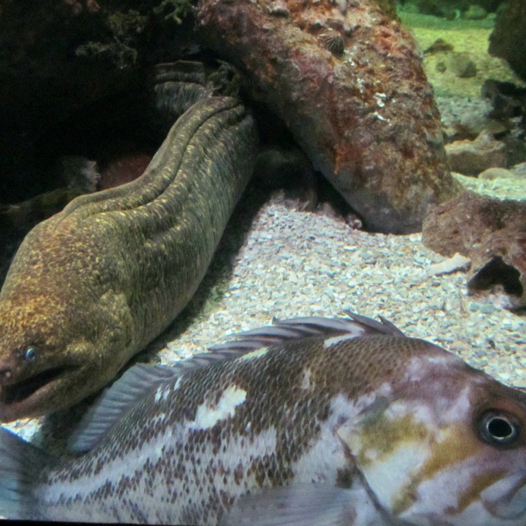 la-murene-vit-blottit-et-chasse-a-l-affut.jpg La murène est un poisson mal-aimée