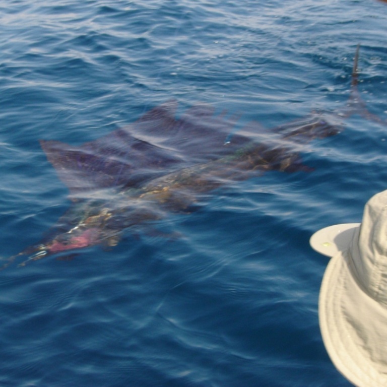 pêche exotique aux leurres d'un espadon voilier