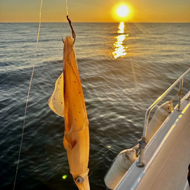 Pêche au calamar une photo de Philippe Maréchal