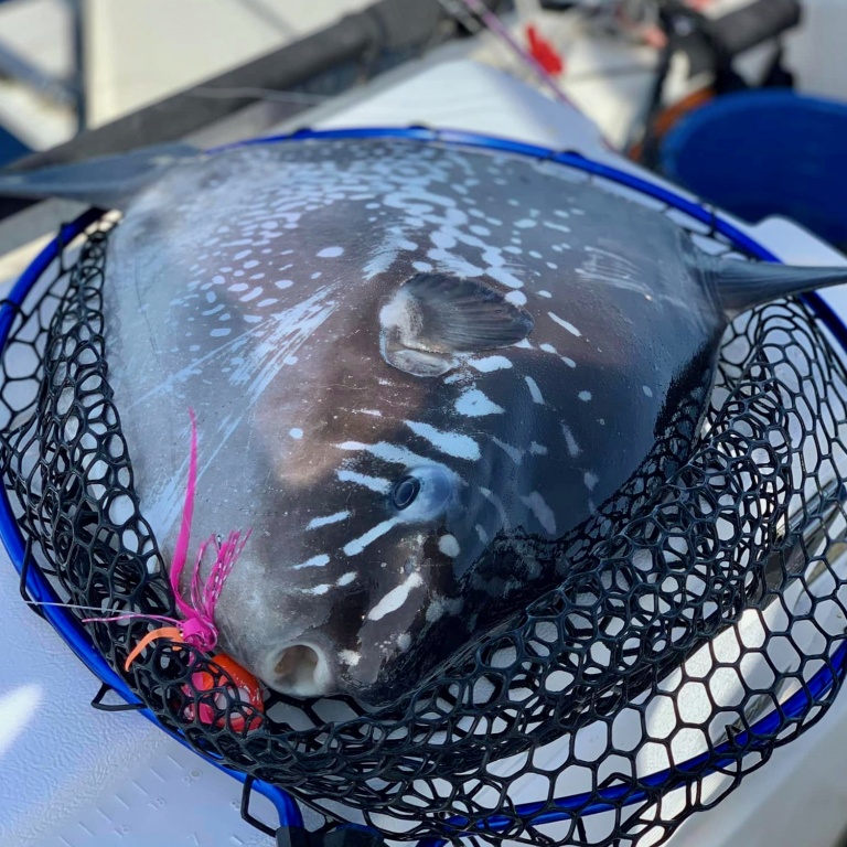 Pêche la verticale au glow bite par Philippe Maréchal