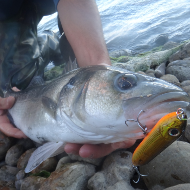 Loup du bord de mer au stickbait
