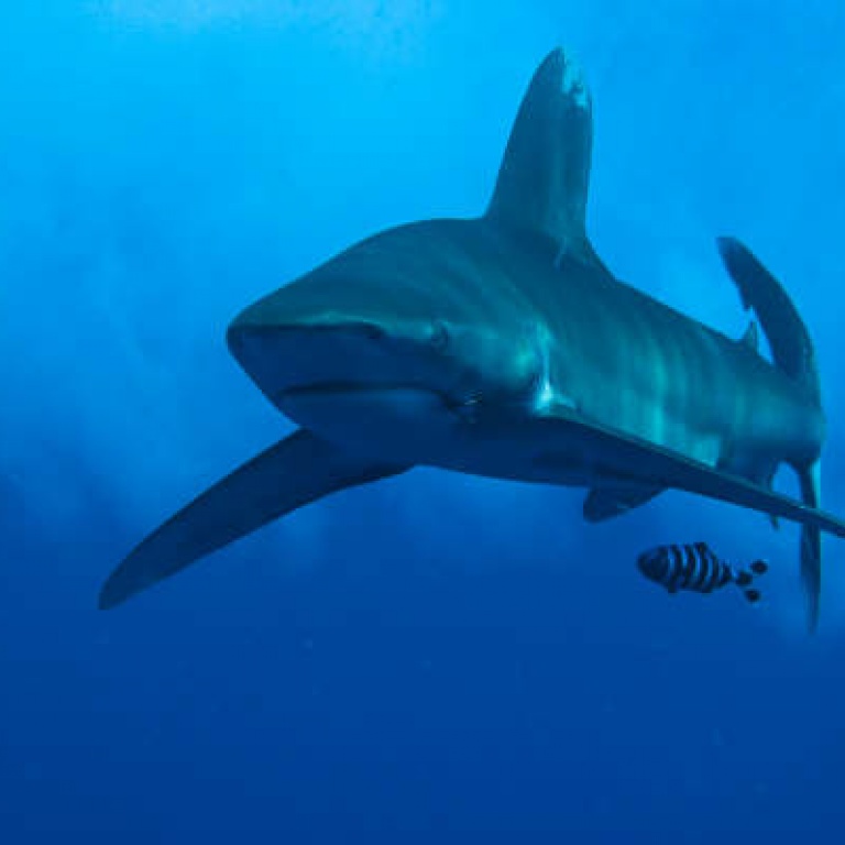 requin-apo-philippine-pris-par-un-plongeur-local.jpg Requin Apo pris en photo aux Philippines par Gilles de coursdeplongee.com