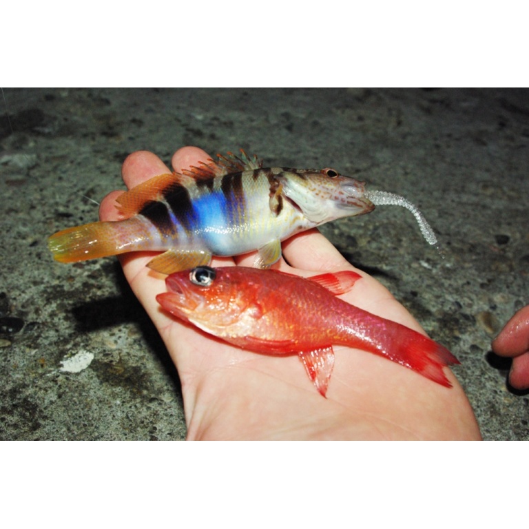 rockfishing-de-tres-beau-petits-poissons.jpg De très beau petits poissons en rockfishing
