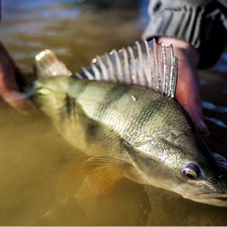 Pionnière en matière de pêches sportives, la société SERT (Sert Fishing) vous propose cette année une gamme complète pour pratiquer toutes les techniques de pêche.