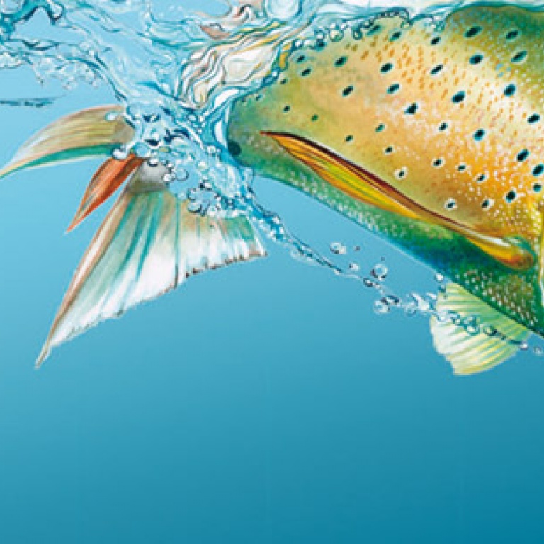 SMITH LTD propose en marge de sa série de leurres réputés, des cannes jig très haut de gamme qui jouissent d'une réputation d'enfer parmi les meilleurs spécialistes de la pêche au jig.