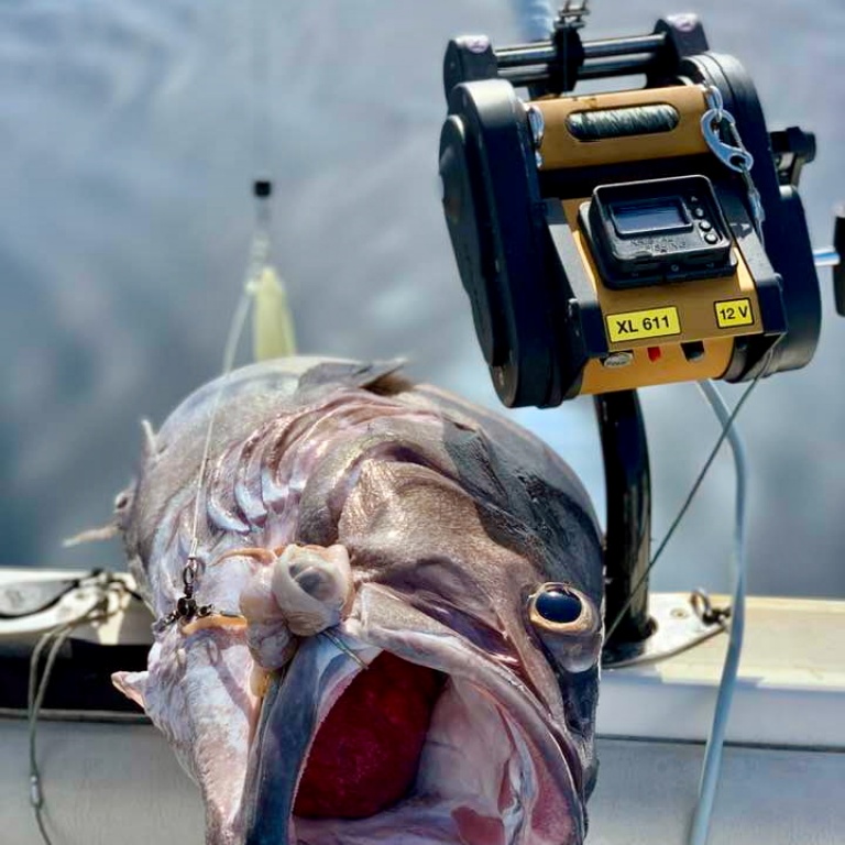 Très beau cernier pris au moulinet Kristal Fishing XL611