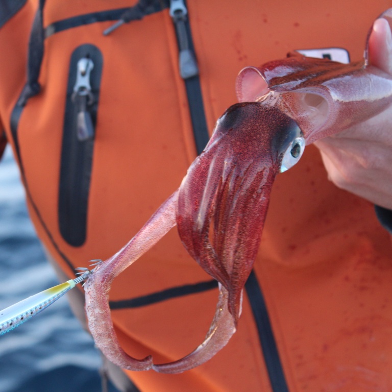 Un autre calamar pris cette fois avec une EZ Minnow ultra bleue