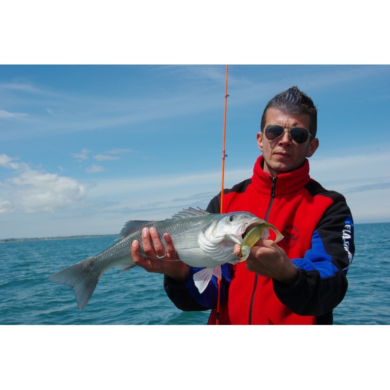 un magnifique loup au blue shad 