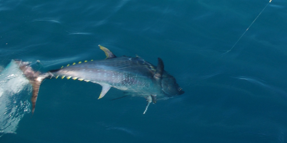 Un thon rouge est très combattif sur une canne spinning 50 lb !