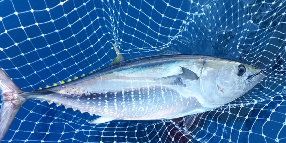 Une épuisette XL est parfaite pour la pêche aux leurres sur chasses de poissons de taille moyenne entre 10 et 40 kg