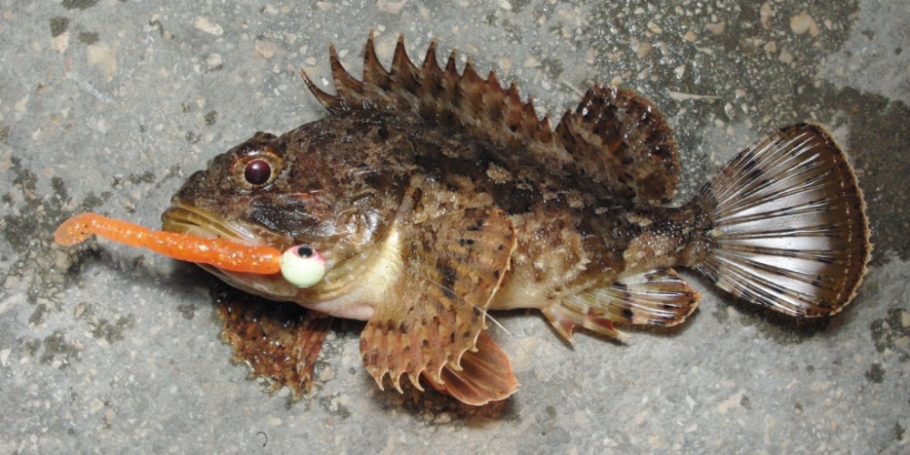 Leurre pour le rockfishing