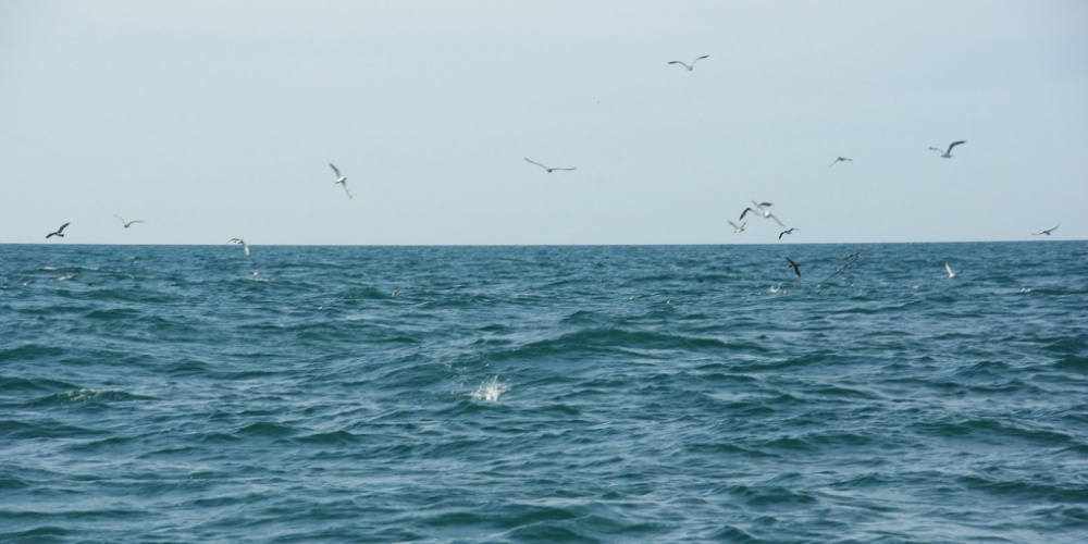 peche lancer dans le chasses