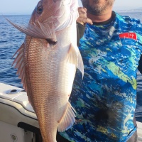 Le Fireball Top Sea est hyper efficace sur les beaux sparidés carnassiers